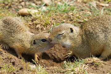Two endangered European ground squirrels (Spermophilus citellus) engage in a close interaction on grassland. Native to Central Europe, this species is under threat.
