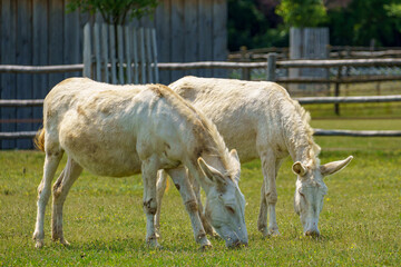 Obraz premium Austrian-Hungarian White Baroque Donkeys (Equus asinus), a rare and endangered breed with cremello fur and blue eyes, grazing peacefully in a protected rural enclosure.