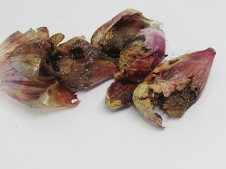 Rotten shallot with mold and decayed skin, symbol of spoiled vegetables, food waste, and unhealthy produce.