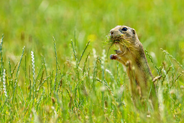 European Ground Squirrel Collecting Grass