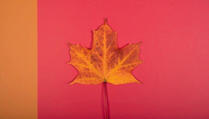 A vibrant autumnal maple leaf, showcasing warm hues and a simple, striking composition against contrasting backgrounds.