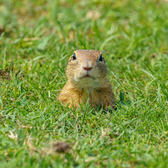 An endangered European ground squirrel (Spermophilus citellus) peeks from its burrow in a grassy field. A rare and alert moment in its natural habitat.