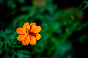 Beautiful and Colorful Flowers