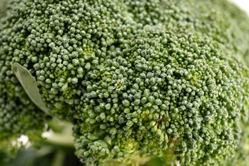 Close up of Organic Fresh broccoli