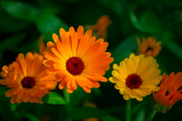 Beautiful and Colorful Flowers