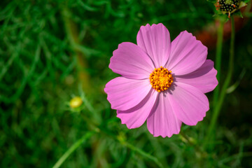 Beautiful and Colorful Flowers