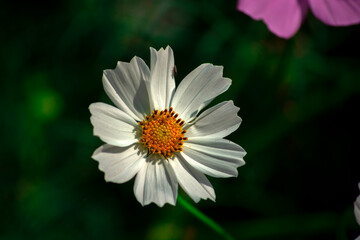 Fototapeta premium Beautiful and Colorful Flowers