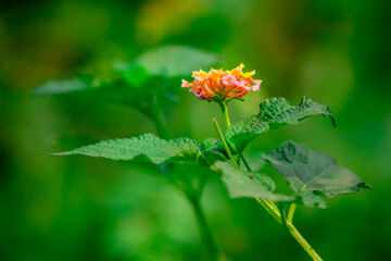 Beautiful and Colorful Flowers