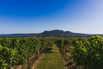 Fototapeta premium Vineyards and view of lakes and Palava in South Moravia in the Czech Republic