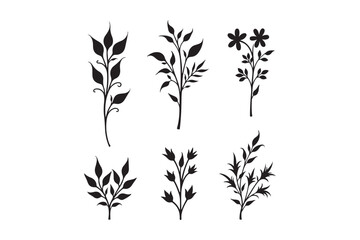Collection of six delicate botanical illustrations in black and white