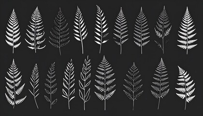 Set of detailed fern leaf illustrations on a dark background.