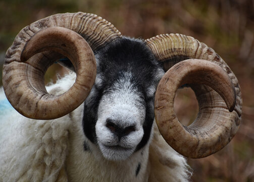 Amazing Close Up of a Blackfaced Sheep