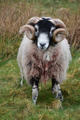 Large Posing Blackfaced Sheep in a Field