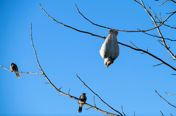 Long-billed Corella (Cacatua tenuirostris) and Noisy Miners