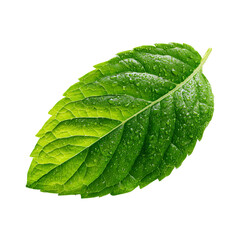 Obraz premium Fresh Peppermint Leaf with Clear Background 