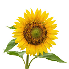 Obraz premium Bright yellow sunflower with green leaves isolated on transparent background