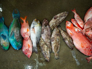 Local vendors and fishermen at the Hurghada fish market, a traditional marketplace showcasing fresh seafood from the Red Sea.