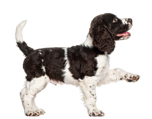 Cheerful Springer Spaniel Puppy Raising Paw Playful Pet Illustration Isolated on Transparent Background