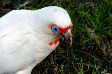 Long-billed Corella (Cacatua tenuirostris)