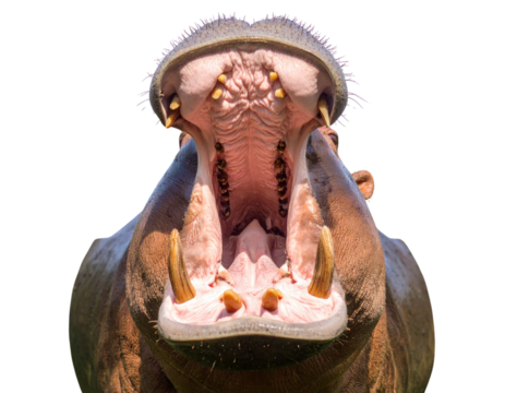 Close Up of Hippo with Open Mouth Detailed Water Reflections Isolated on Transparent Background