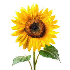 Fototapeta premium and keyword list based on the image, focusing on descriptive elements and excluding specific brands/logos and artist names.. Sunflower Blooming with Green Leaves in Field