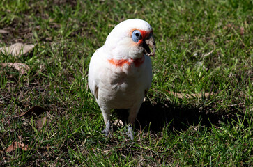 Long-billed Corella (Cacatua tenuirostris)