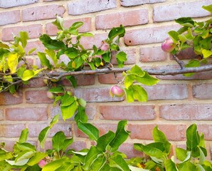 Collection of International Gardens – Landscaped Gardens from Different Countries in One Place