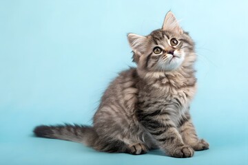 Adorable fluffy siberian forest cat kitten with striking eyes sits attentively on a pastel blue background