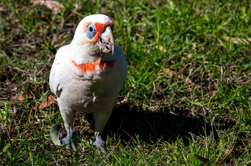 Long-billed Corella (Cacatua tenuirostris)
