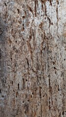 Wooden surface damaged by insects and fungi with holes and patterns, natural texture background for organic, rustic and eco designs.