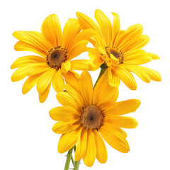 and keyword list based on the image.. Yellow Flowers Bloom, Arrangement Still Life in Outdoor Setting, Daylight