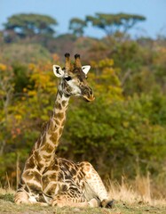 Fototapeta premium Giraffe resting in savanna (2)