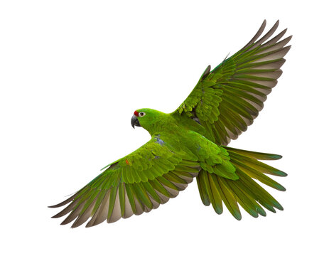 Exotic Green Parrot in Flight with Outstretched Wings Dramatic Wildlife Illustration, Isolated on Transparent Background