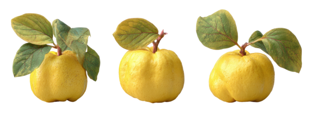 Three yellow quince fruits with leaves