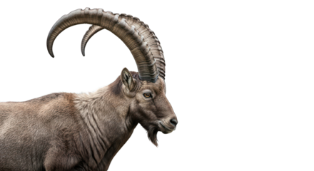 Ibex profile on black. Massive, curved horns dominate