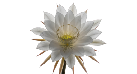 Illuminated white cactus flower with yellow center on stark black background