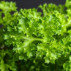 Fresh Parsley Close-up