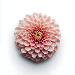 Chrysanthemum flower isolated on a white background, top view