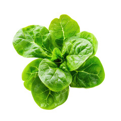Fototapeta premium Lettuce grows from soil, fresh green leaves in garden on dark background