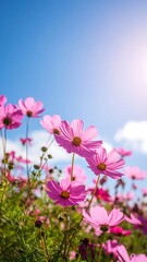 Fototapeta premium Pink cosmos flowers against a bright blue sky