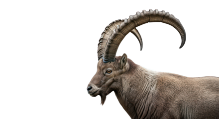 Profile of wild ibex with curved horns on black backdrop