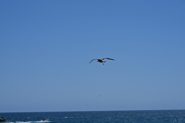 mewa leci na niebieskim niebie nad morzem