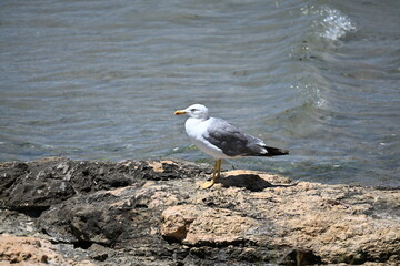 mewa z bliska na skalistym nabrzeżu