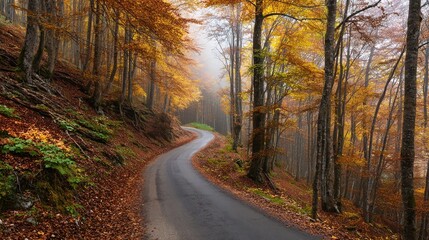 Fototapeta premium Autumnal forest road winding path