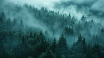 Fototapeta premium A breathtaking vista of a misty evergreen forest, showcasing the serene beauty of nature's grandeur.
