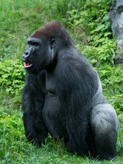 lowland gorilla sitting in a clearing in summer