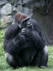 Naklejka premium lowland gorilla sitting in a clearing in summer