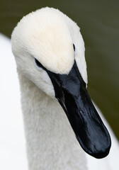 portrait of white swan on different phone