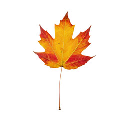 Fototapeta premium Vibrant Autumn Maple Leaf in Shades of Yellow and Orange