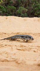 O mabuia, lagarto típico de Fernando de Noronha, caminha entre folhas secas e pedras, adaptado ao clima quente e à biodiversidade da ilha